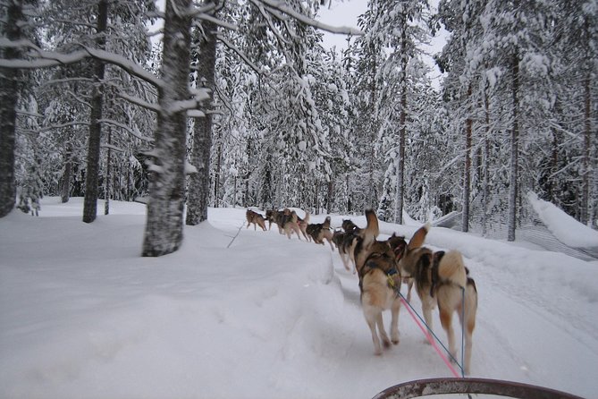 Husky Safari from Rovaniemi Including a Husky Sled Ride - The Bottom Line: Should You Book This Husky Safari From Rovaniemi?