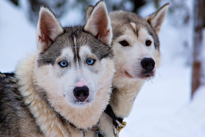 Ice Fishing and Husky - Stop 2: Ice Fishing on a Frozen Lake with a Professional Guide