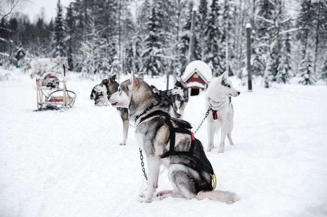 Ice Fishing and Husky - Group Size, Realistic Pacing, and What the 4.5 Hours Means
