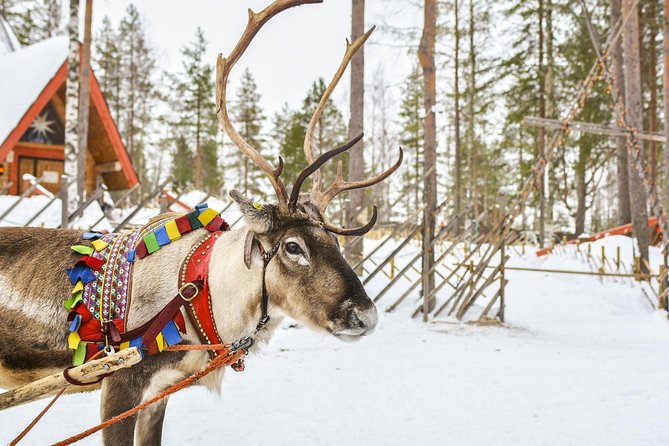Lapland Reindeer and Husky Safari from Rovaniemi - Husky Home and the 2km Sled Ride: Pets, Briefing, Then Speed