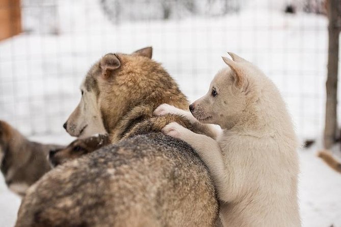 Lapland Reindeer and Husky Safari from Rovaniemi - Price Check: Is $246.41 Good Value for Two Sled Rides?