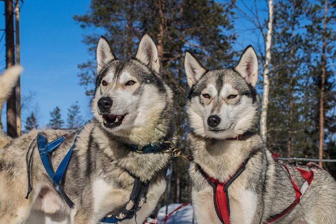 Lapland Reindeer and Husky Safari from Rovaniemi - The Best Fit: Who This Safari Suits