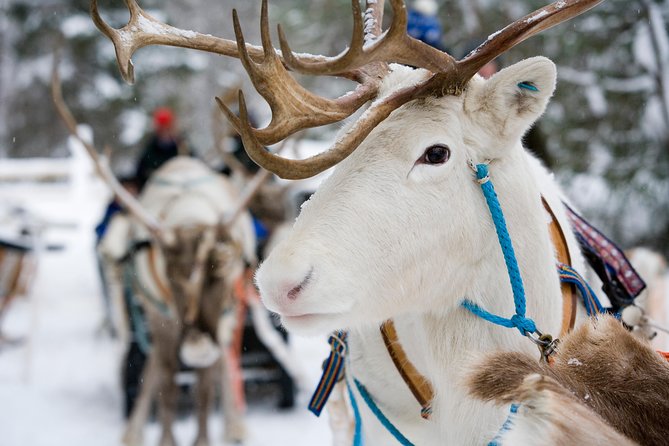 Lapland Reindeer and Husky Safari from Rovaniemi - Rovaniemi Reindeer Farm: The Lesson, the Ride, and the Souvenir License