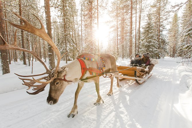 Lapland Reindeer Safari from Rovaniemi - Key Highlights You Should Not Miss