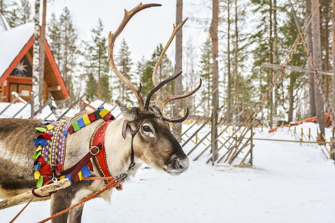 Lapland Reindeer Safari from Rovaniemi - Why This Rovaniemi Reindeer Safari Feels Real