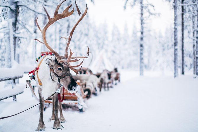 Lapland Reindeer Safari from Rovaniemi - Who This Safari Fits Best (And Who Might Want a Different Option)