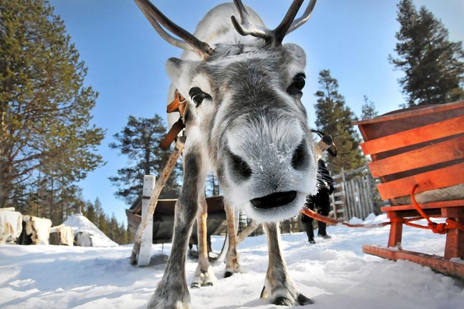 Lapland Reindeer Safari from Rovaniemi - Practical Tips So You’re Comfortable in the Snow