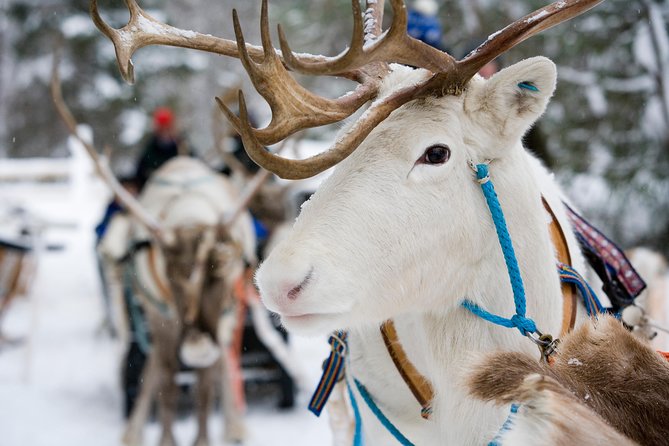 Lapland Reindeer Safari from Rovaniemi - The Sleigh Ride: What You’ll Actually Experience