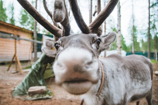Meet Santa Claus & Santa's Reindeer Ride & Greet Huskies - Price and logistics: what you’re really paying for