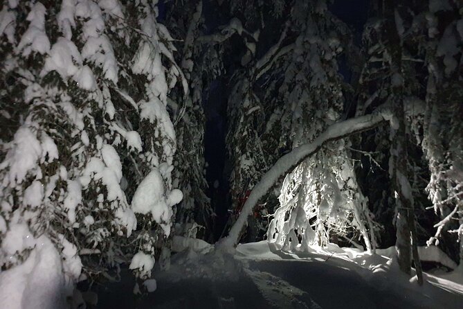 Nocturnal Skiing: Experience the Arctic's Magic - From Meeting Point to Family Cabin: The Start Matters