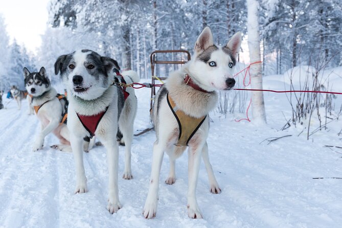 Nulkki Husky Adventure - Key highlights worth knowing