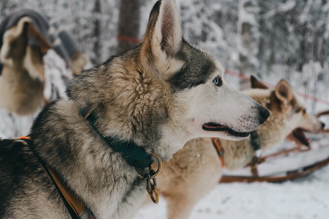 Nulkki Husky Adventure - From StayLapland to the Private Farm: How the Day Flows