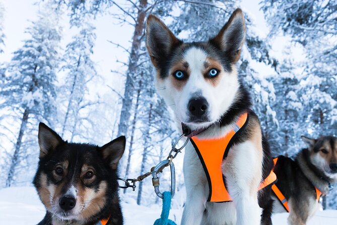 Nulkki Husky Adventure - The 4-Hour Format: How Long It Really Takes