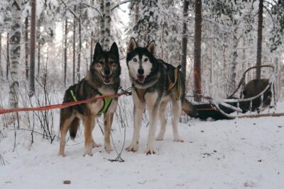 Nulkki Husky Adventure - Dressing Rooms and Arctic Gear: You’ll Be Glad You Start Properly