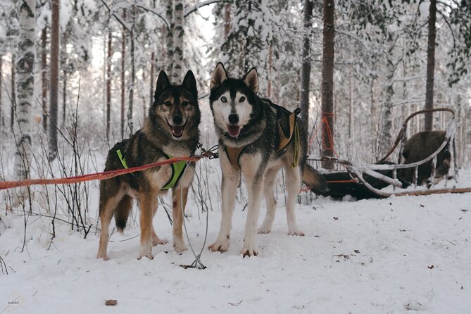 Nulkki Husky Adventure - Dressing Rooms and Arctic Gear: You’ll Be Glad You Start Properly