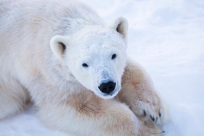 Ranua Wildlife Park Day: Visit the Arctic Animals - Ranua Wildlife Park: a focused Arctic animal day in Finnish winter