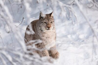 Ranua Wildlife Park Day: Visit the Arctic Animals - Getting there from Rovaniemi: pickup points and the 1-hour van ride