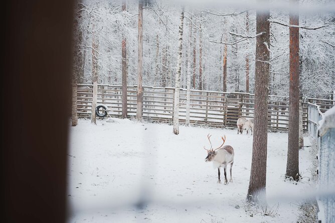 Ranua Wildlife Park Day: Visit the Arctic Animals - Lunch, snacks, and shopping near the park and your way back