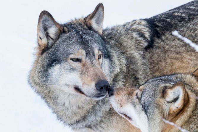 Ranua Wildlife Park Day: Visit the Arctic Animals - Winter clothes and comfort: what’s included (and what you should plan for)