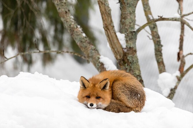 Ranua Wildlife Park Day: Visit the Arctic Animals - How long it takes and how to plan your day around it