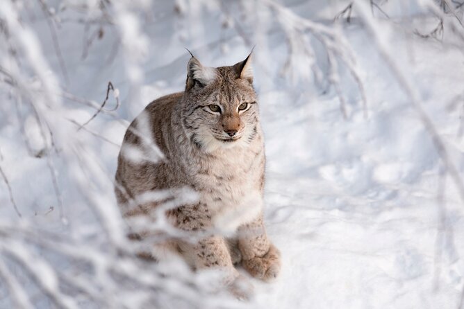 Ranua Wildlife Park Day: Visit the Arctic Animals - Getting there from Rovaniemi: pickup points and the 1-hour van ride