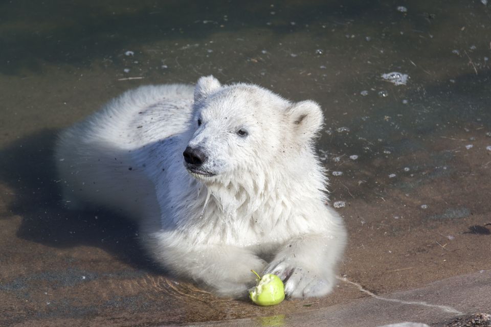 Ranua Wildlife Park Guided Tour from Rovaniemi - Key highlights you’ll care about