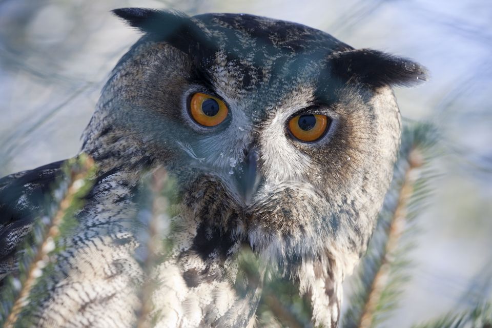 Ranua Wildlife Park Guided Tour from Rovaniemi - Ranua Wildlife Park: Why this northern zoo is worth the trip