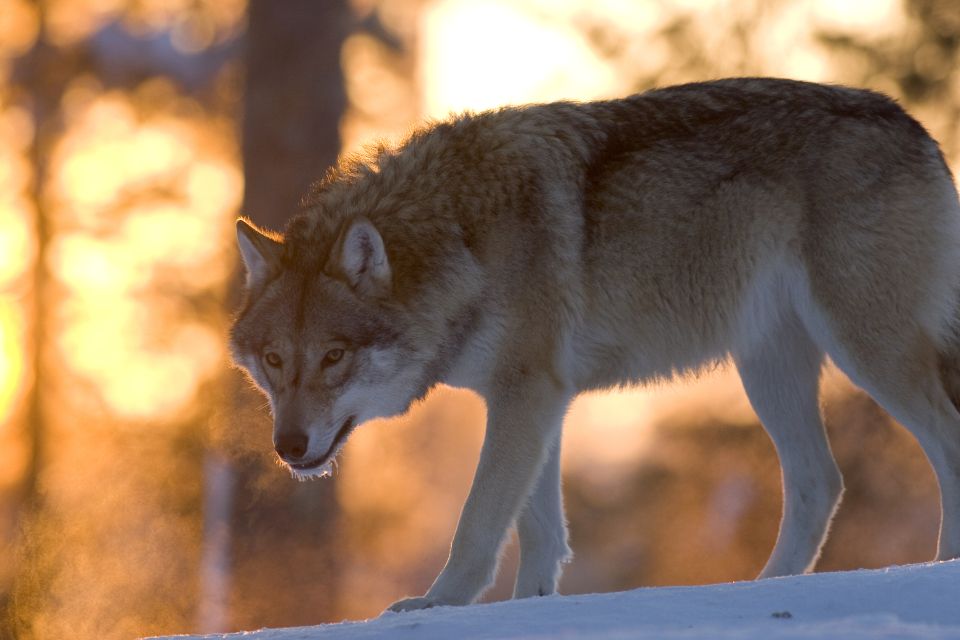 Ranua Wildlife Park Guided Tour from Rovaniemi - Inside the park: What you’ll actually see with your guide