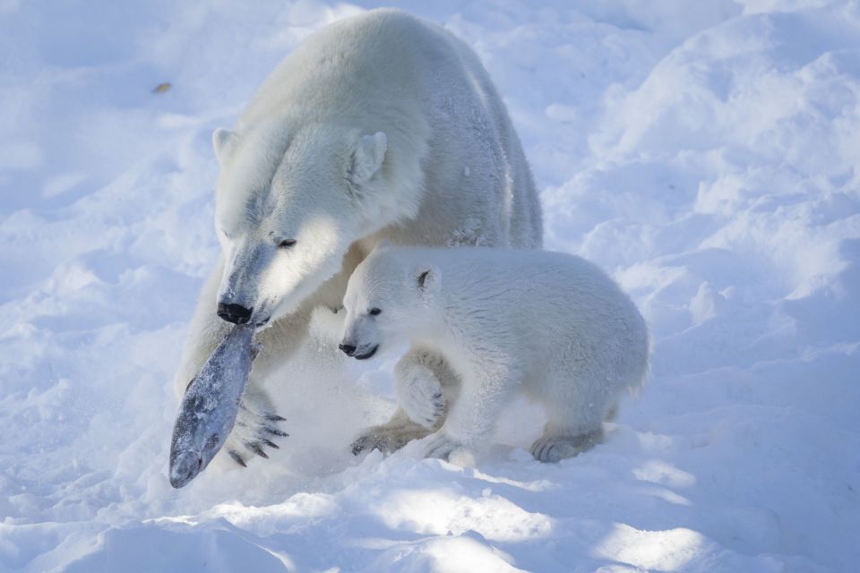 Ranua Wildlife Park Guided Tour from Rovaniemi - Walking distance and winter clothing: how to dress so the day stays fun