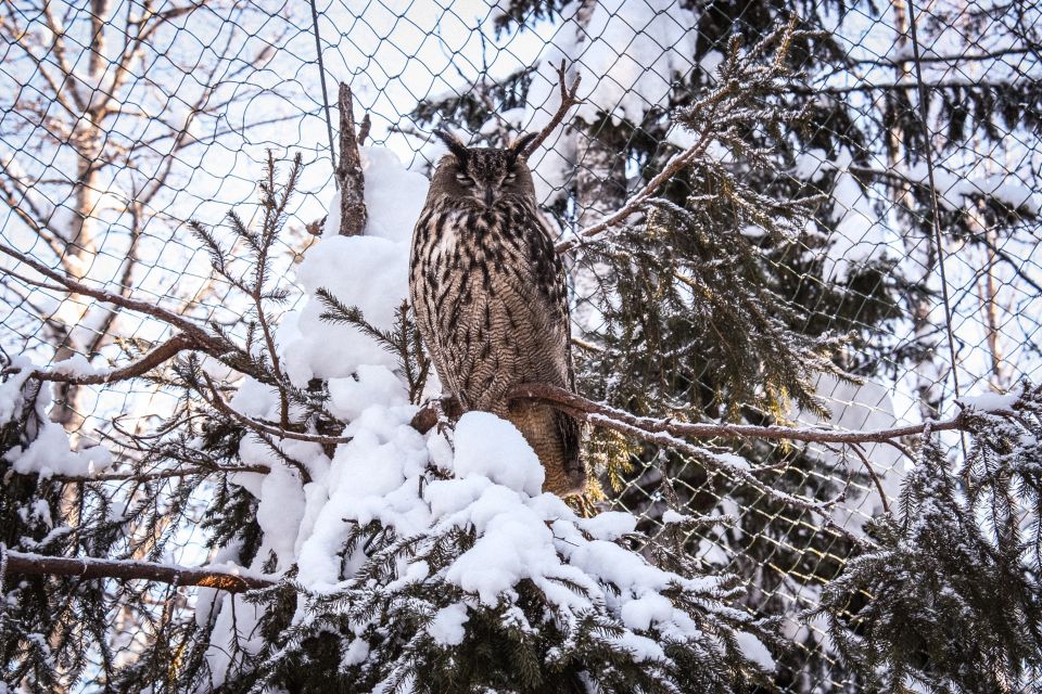Ranua Wildlife Park Guided Tour from Rovaniemi - Family-friendly, small-group energy, and guide moments with Alex