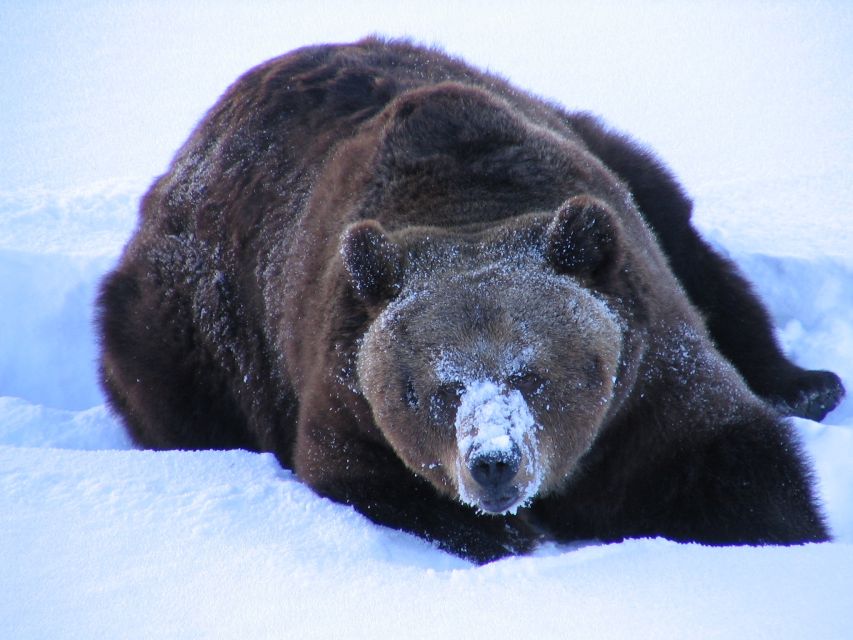 Ranua Wildlife Park Guided Tour from Rovaniemi - Who should book this Ranua guided tour?