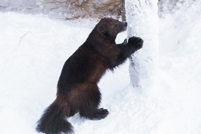 Ranua Zoo tour, optional lunch - Hotel Pickup From Rovaniemi: The Convenience You’re Paying For