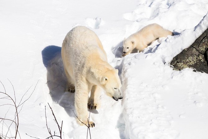 Ranua Zoo tour, optional lunch - Shopping Time and Lunch Reality at the Zoo