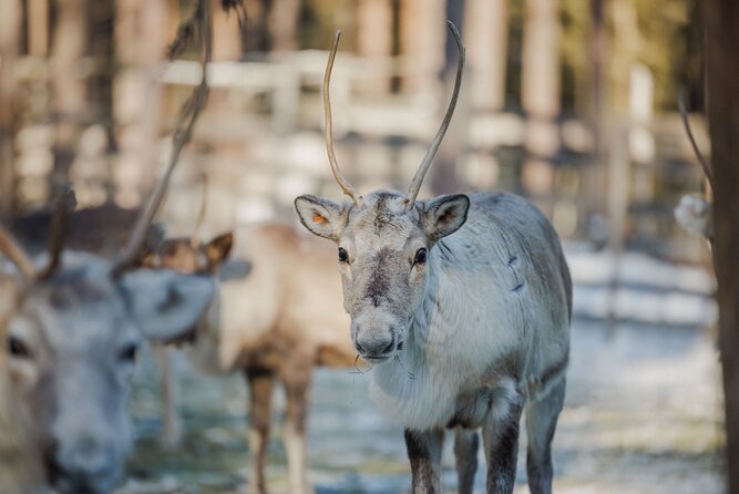Reindeer Experience with Sledge Ride - Where You Start in Rovaniemi (And How Not to Freeze)