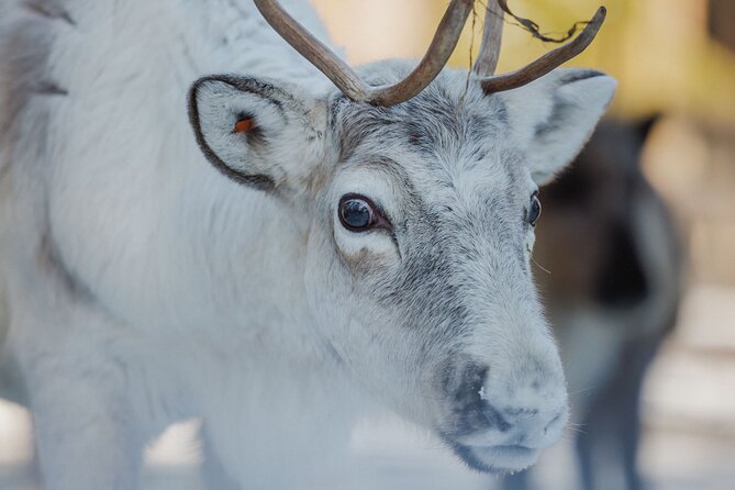 Reindeer Experience with Sledge Ride - Meeting the Reindeer: Feeding, Photos, and a Calm Pace