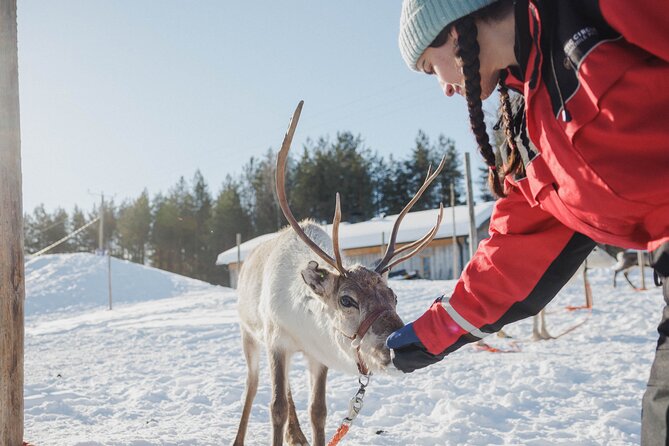 Reindeer Experience with Sledge Ride - Who Should Book This (And Who Might Want Something Else)