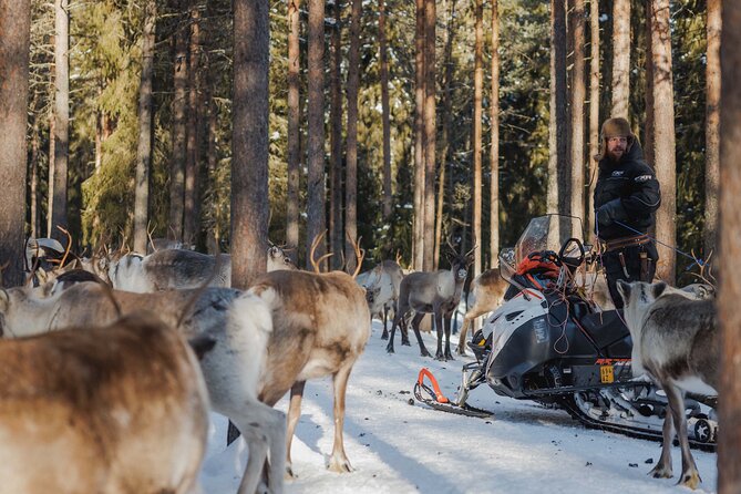 Reindeer Experience with Sledge Ride - The 500m Sledge Ride: Cozy and Short, Not an All-Day Adventure