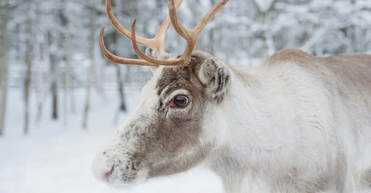 Reindeer Farm Visit with Sleigh Ride - What Happens in 90 Minutes: Vikaköngäs Walk, Kota Tea, and Reindeer Time