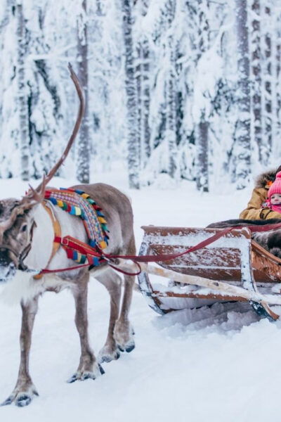Reindeer Farm Visit with Sleigh Ride - Feeding Reindeer: The Part Everyone Remembers (and How to Make It Go Smoothly)
