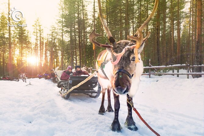 Reindeer Safari in Arctic Wilderness - The Best Parts of This Reindeer Safari in Arctic Wilderness