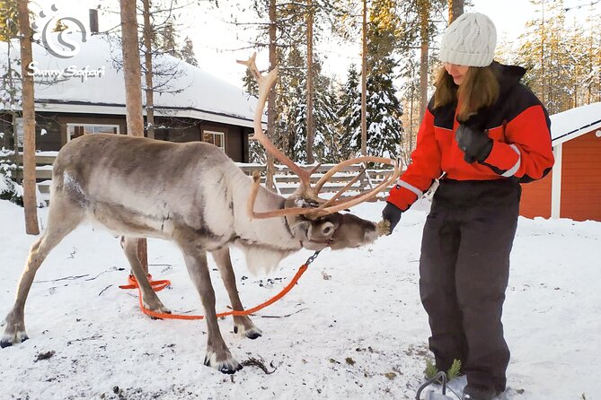 Reindeer Safari in Arctic Wilderness - Entering the Arctic at Sunny Safari: Where the Experience Starts