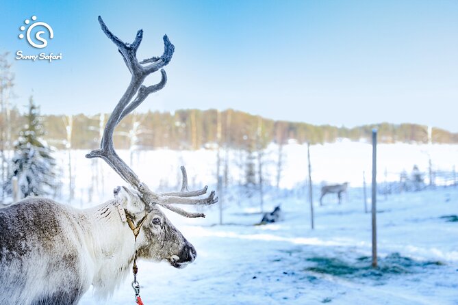 Reindeer Safari in Arctic Wilderness - Meeting Reindeer Up Close: Fawns, Behavior, and Photo Time