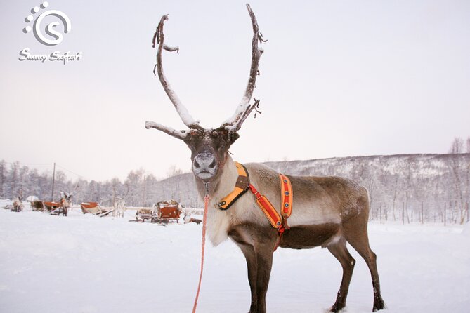 Reindeer Safari in Arctic Wilderness - Price and Value: What $238.85 Really Covers in 3.5 Hours