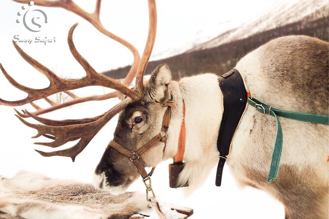 Reindeer Safari in Arctic Wilderness - Getting Kitted Up in Minutes: Thermal Suits, Boots, and Real Warmth