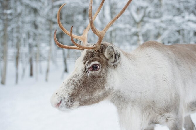 Reindeer Sleigh Ride and Farm Experience from Rovaniemi - Price and Value: What $142.97 Buys (and What It Doesn’t)
