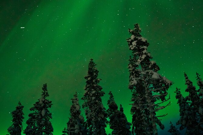 Rovaniemi 2 days Activities Package - Day 2: Ranua Wildlife Park and the Northernmost Zoo Feel