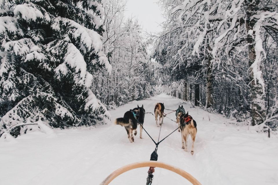 Rovaniemi: Apukka Husky Adventure - The 2-hour guided block: what you actually do (and why it feels complete)