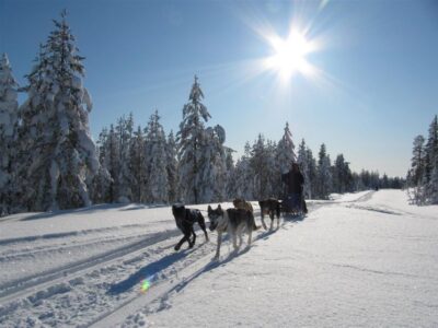 Rovaniemi: Apukka Husky Adventure - Rovaniemi pickup: city center and Santa Claus Village, with timed coach transfers