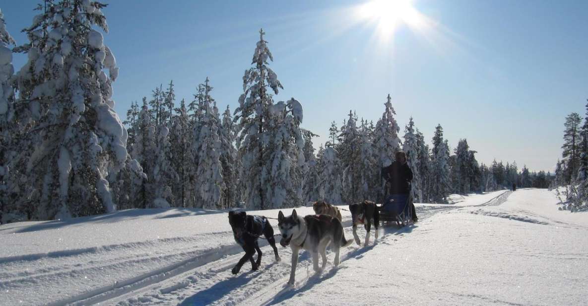 Rovaniemi: Apukka Husky Adventure - Price and value: what $237 buys you (and what it doesn’t)