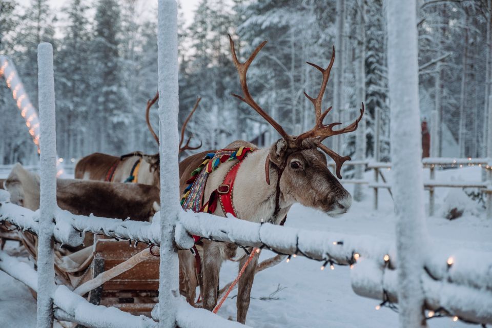 Rovaniemi: Apukka Reindeer Journey - The Reindeer Farm Walk: Meeting Calm Animals Before You Ride